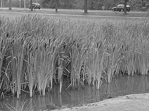 2011233 Rietveld (bron: Elsevier Waterwijzer - Hemelwater in de praktijk 2004)