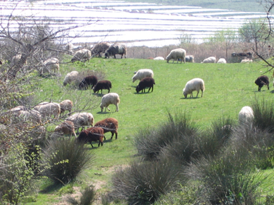 11521 Schaap
